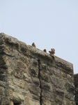 SX28459 Young kestrels (Falco tinnunculus) on turret.jpg